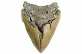 Bargain, Fossil Megalodon Tooth - North Carolina #346329-1
